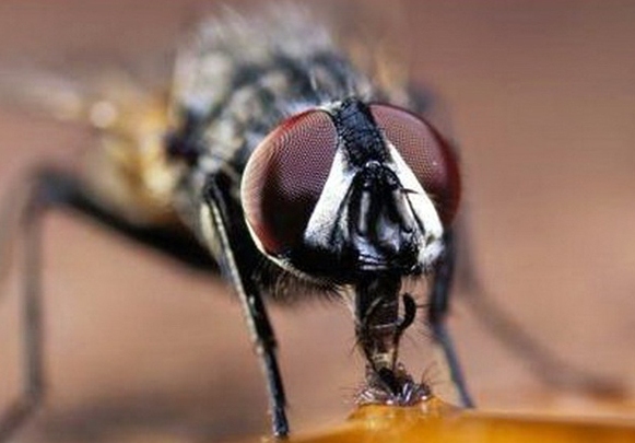 Как отпугнуть мух с помощью самодельных репеллентов