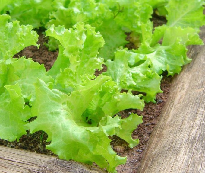 Как вырастить салат на подоконнике или балконе