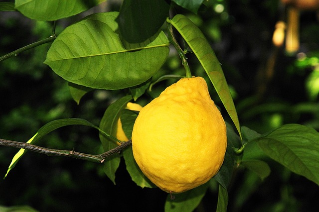 Польза лимона 