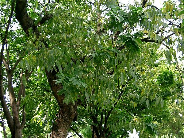 Мыльное дерево: описание