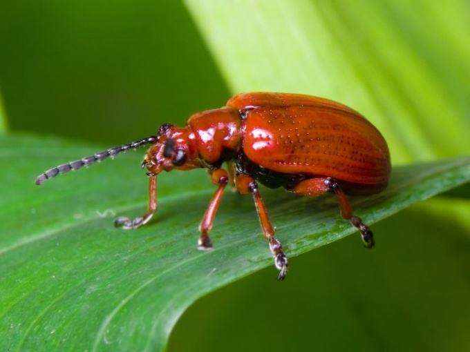 pests bulbous plants