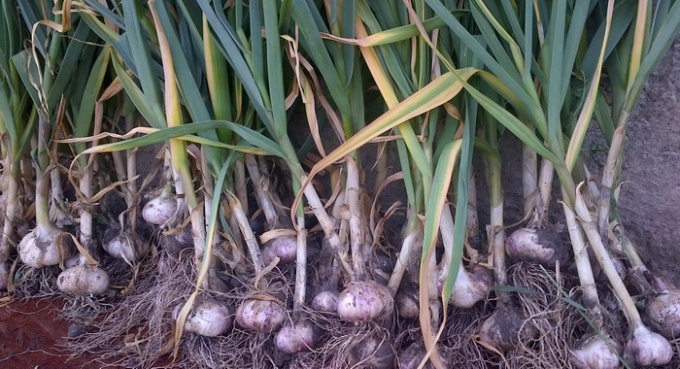 What to do to garlic is not yellowing: folk methods