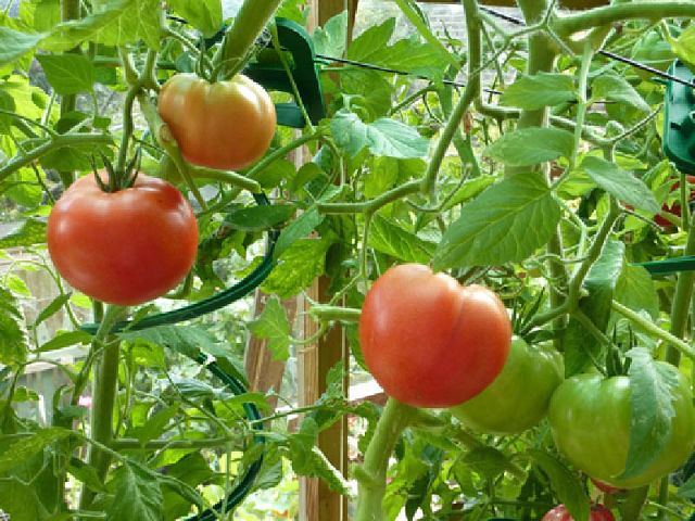 Why dry leaves of tomatoes in the greenhouse