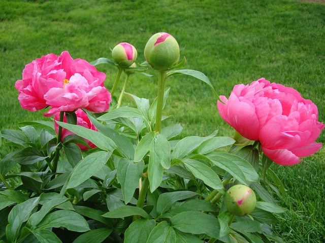 Why curl the leaves of peonies