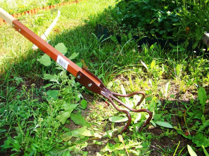 How to get rid of weeds in the garden or the cottage