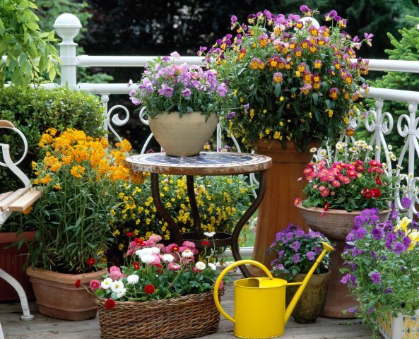 What perennial flowers can be planted in June in the country