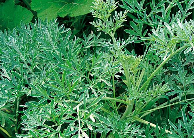How to prepare an infusion of wormwood against pests in the garden