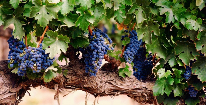 Как посадить виноград саженцами и черенками