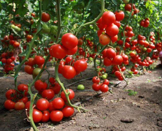 How to fertilize tomatoes yeast