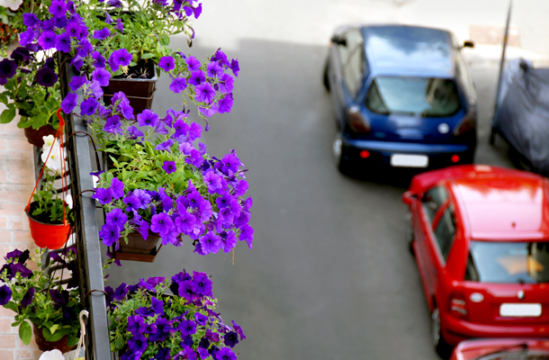 Why no blooms Petunia on the balcony in the summer