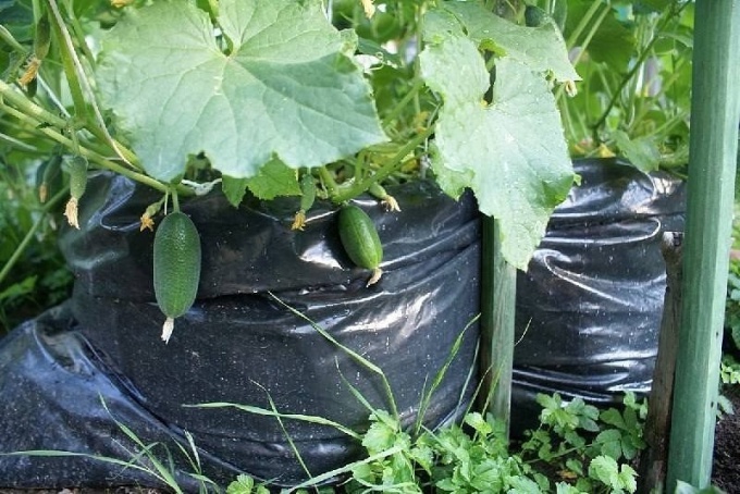 How to grow cucumbers in bags