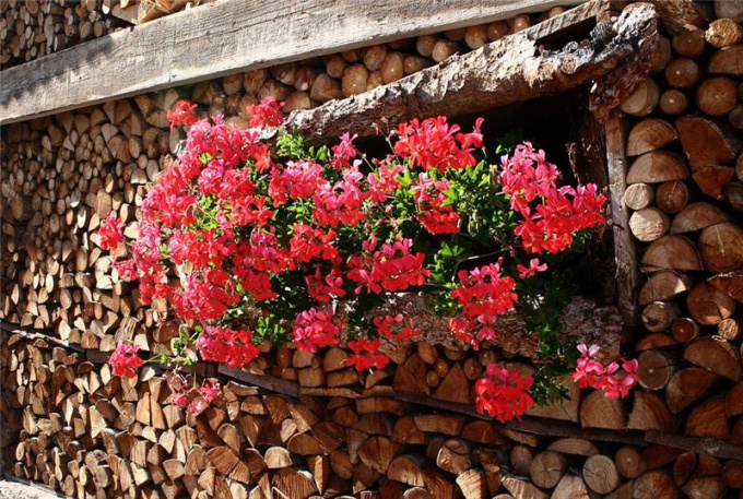 Care of geraniums in the home