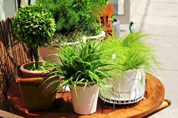 Fertilizer for houseplants, which can be done by