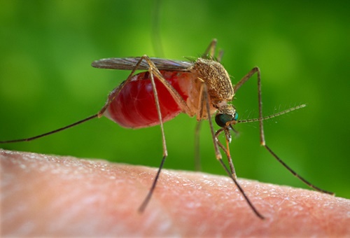 Mosquito control in the country – effective methods