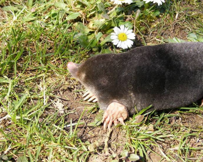 How to get rid of moles in the garden or summer cottage