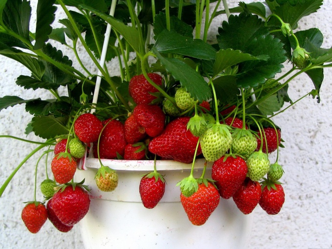 Strawberries in pots