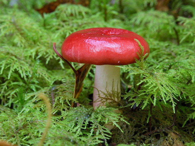 How to pickle Russula for the winter in banks