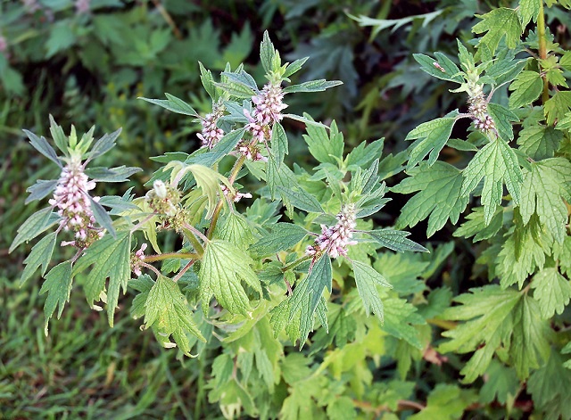 How to drink motherwort