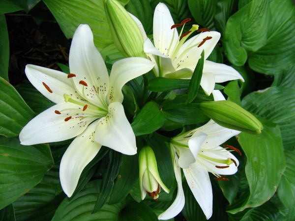 Lilies: planting and care in the open ground
