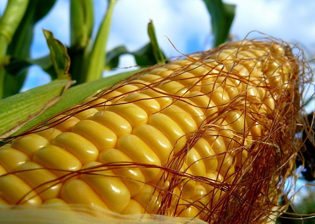 How to freeze corn for the winter