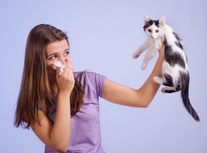 Известные аллергены, встречающиеся в домах и квартирах