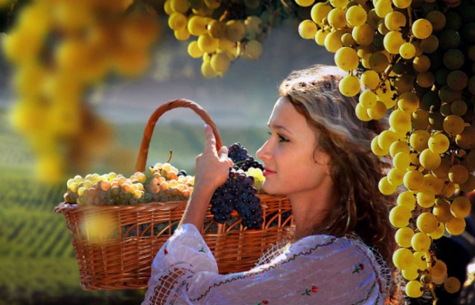 Как выбрать саженец винограда для средней полосы России