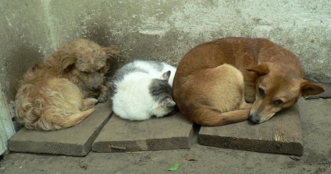 Меры предосторожности при общении с бездомными животными