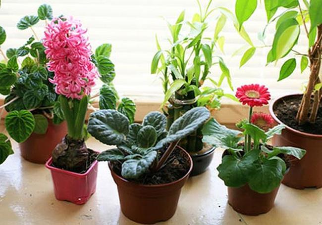How to get rid of gnats in indoor plants