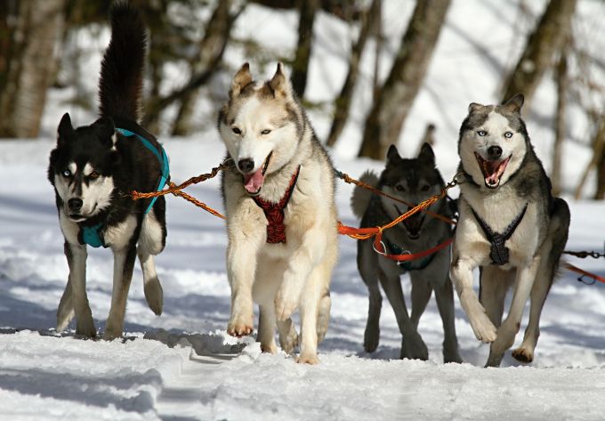 Какие бывают зимние забавы: собачьи упряжки