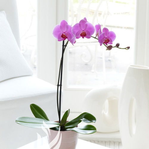 The choice of pot and soil for Phalaenopsis orchids