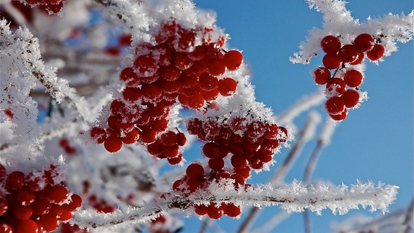 The medicinal properties of cranberries