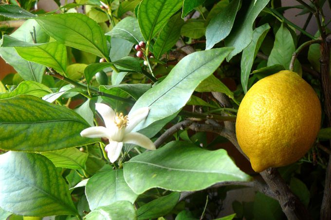 Осыпаются листья с лимона - проанализируем ошибки