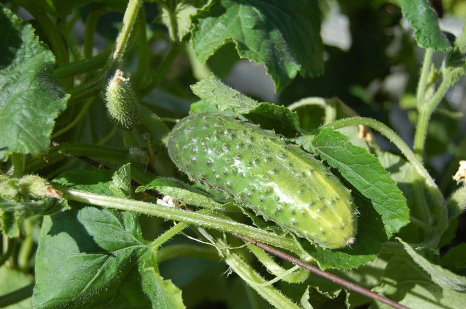 When to plant cucumber seedlings in open ground