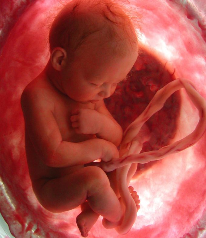  Что ощущает малыш в утробе?