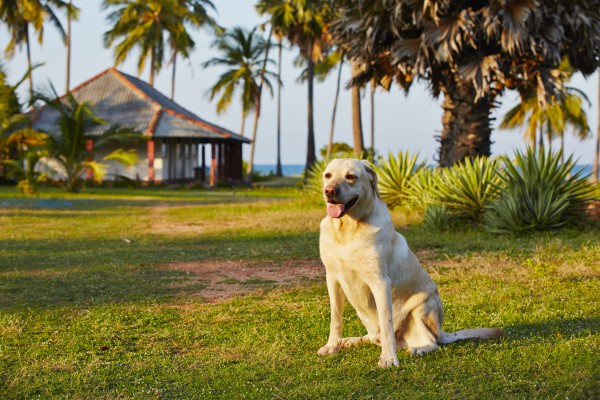 The best breed of dog for protection of a private house