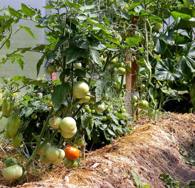 At what distance to plant the tomatoes, peppers and cucumbers in the greenhouse