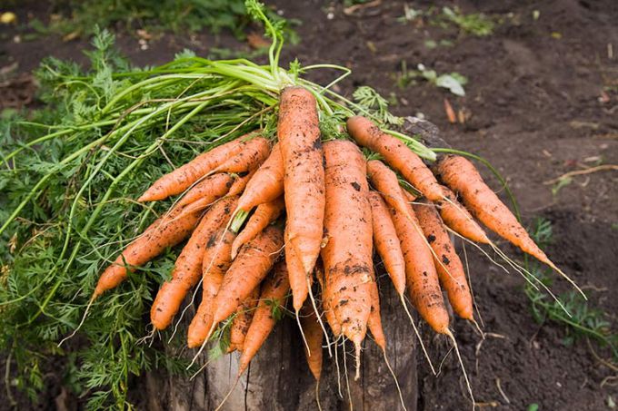 Как вырастить морковь на огороде