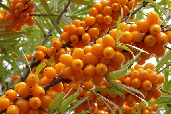 What are the benefits of sea buckthorn