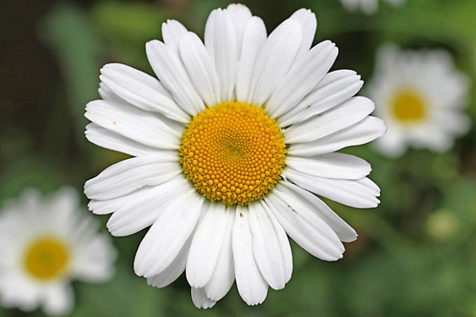 The healing properties of chamomile