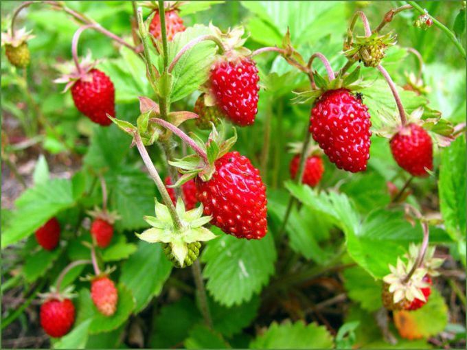 How to care for strawberries
