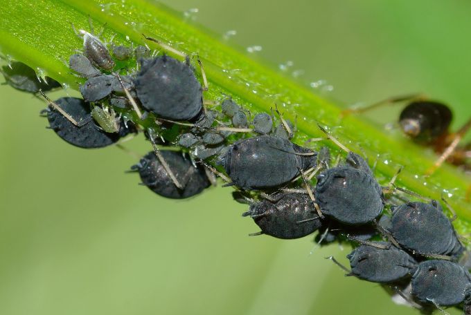 How to deal with aphids on fruit trees