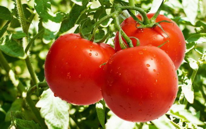 Как вырастить хорошие томаты