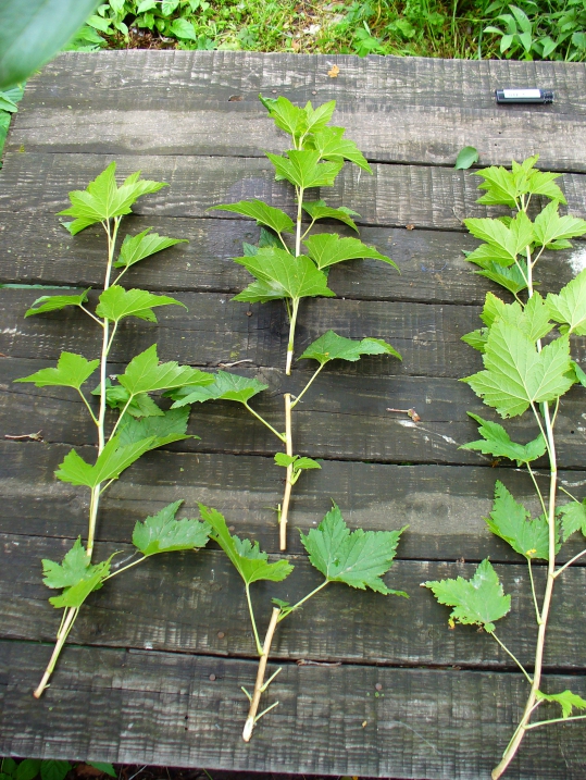 Reproduction currant cuttings in summer