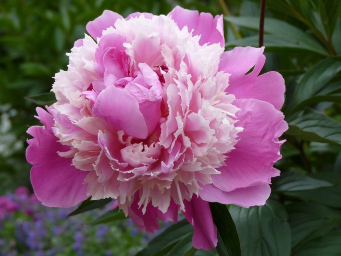 When is the best time to transplant peonies in the spring or autumn