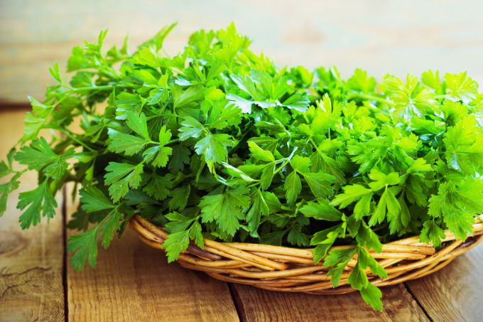 Parsley grown on the dacha