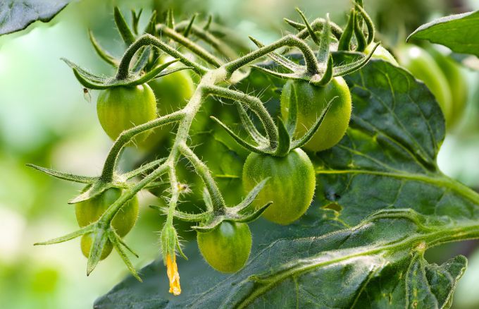 What to feed tomatoes during flowering