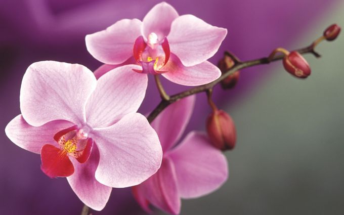 How to transplant orchids