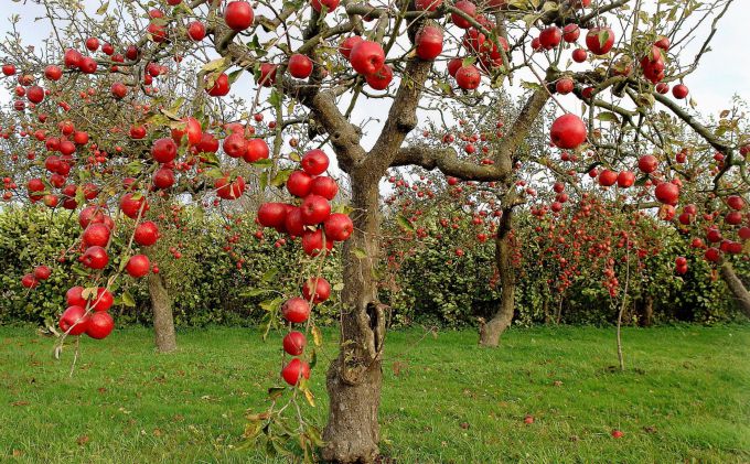 How to plant fruit trees