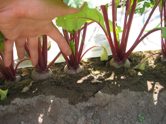 Beetroot. Thinning is an important technique of cultivation