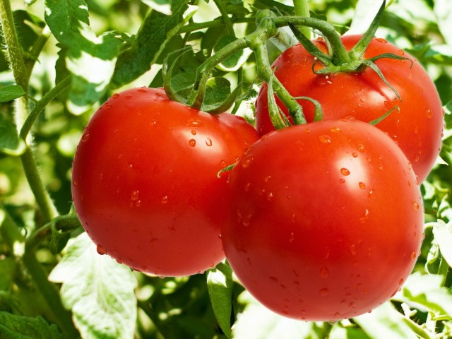 How to collect a good harvest of tomatoes